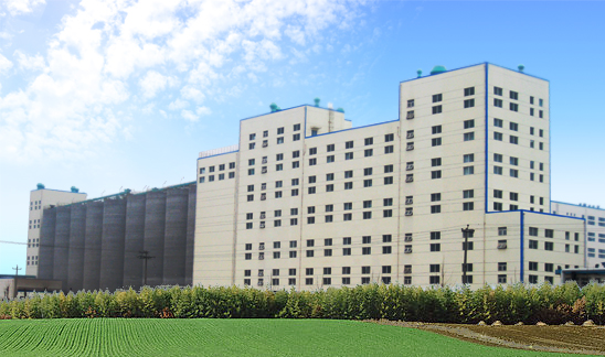 500T/24h Wheat Flour Milling Plant